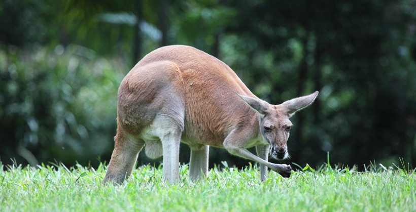 Red Kangaroos are primarily plant eaters with their diet mostly consisting of green grasses and a few dicotyledonous flowering plants. Red Kangaroo eating grasses, Queensland, Australia