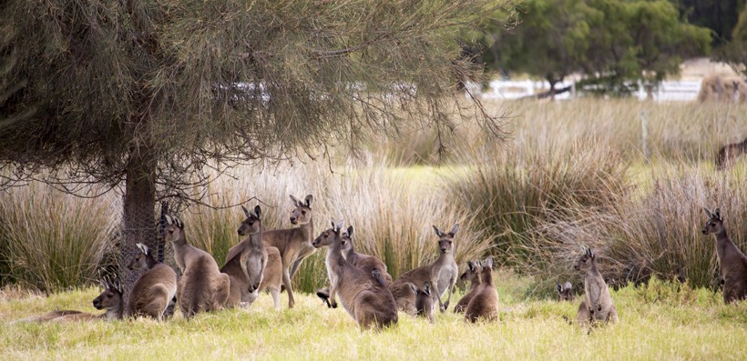 Red kangaroo mob grazing in a green grassy paddock on cloudy morning in autumn