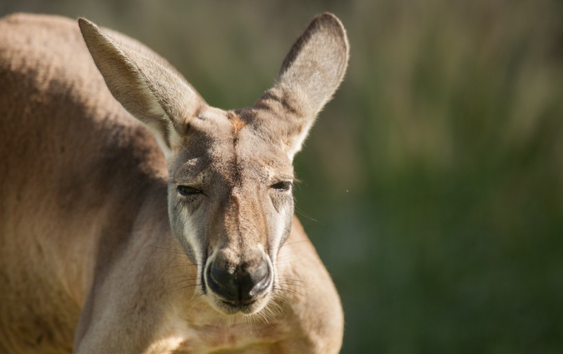 The range of vision of Red Kangaroos is almost 300 degrees Red Kangaroo close up head