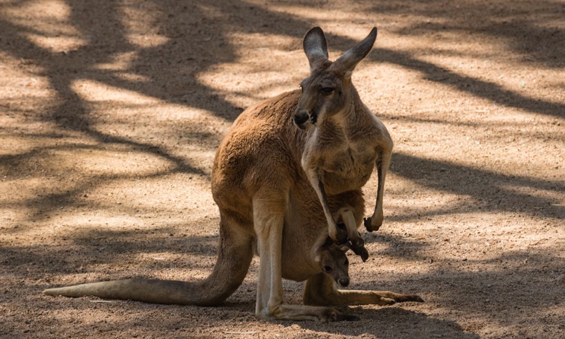 The joeys are born blind and hairless and weigh only 0.75 grams with a tiny body length of 2.5 cm Red Kangaroo with a joey in her pouch