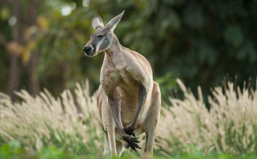 Red Kangaroo muscles