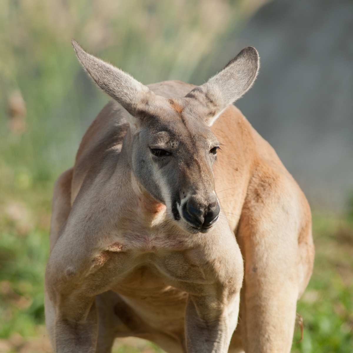 Red Kangaroo (Macropus rufus) animals