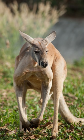 Red kangaroo portrait