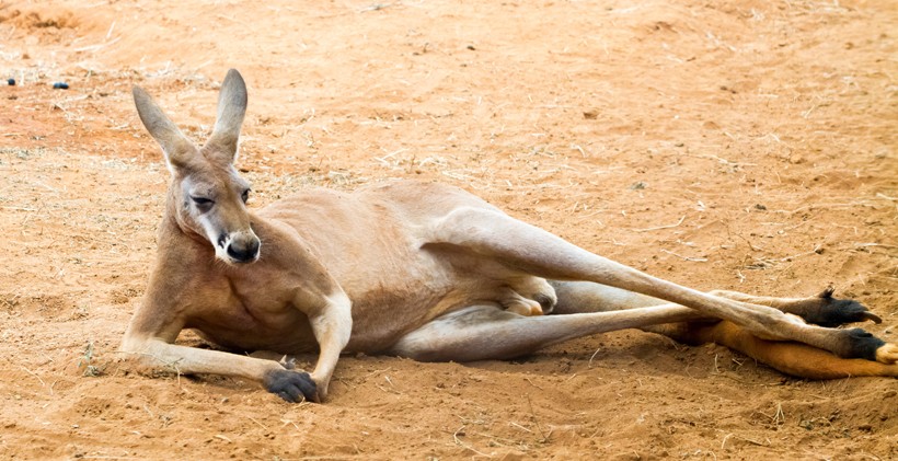 Red kangaroos are nocturnal animals that spend most of the daylight hours by resting in the shade Red Kangaroo resting