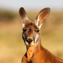 Red Kangaroo