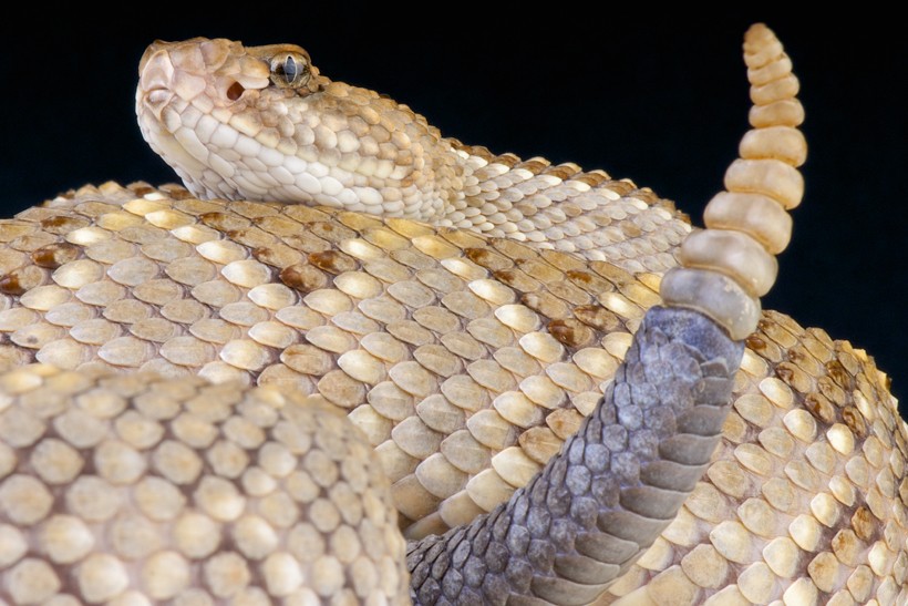 Aruba rattlesnake with rattle clearly visible