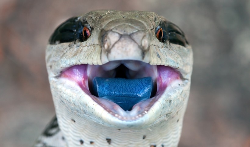 Blue-tongued skink blue tongue