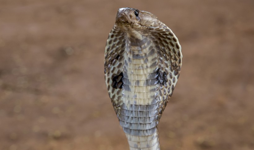 Cobra with neck skin spread out to look more threatening