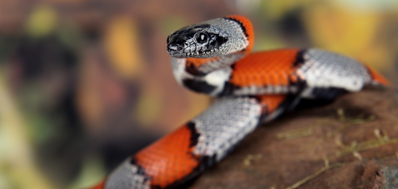 Coral snake on a branch