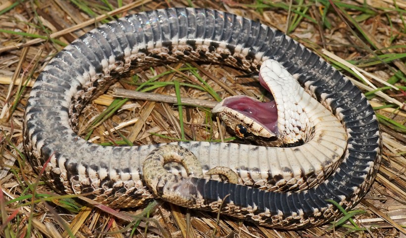 Eastern Hognose Snake, fakes his death as defense mechanism