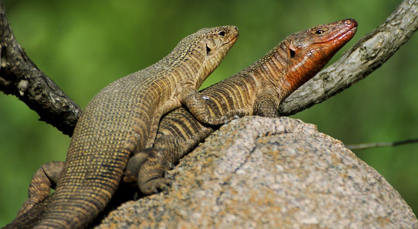 Giant plated lizards mating in Kruger national park, South Africa