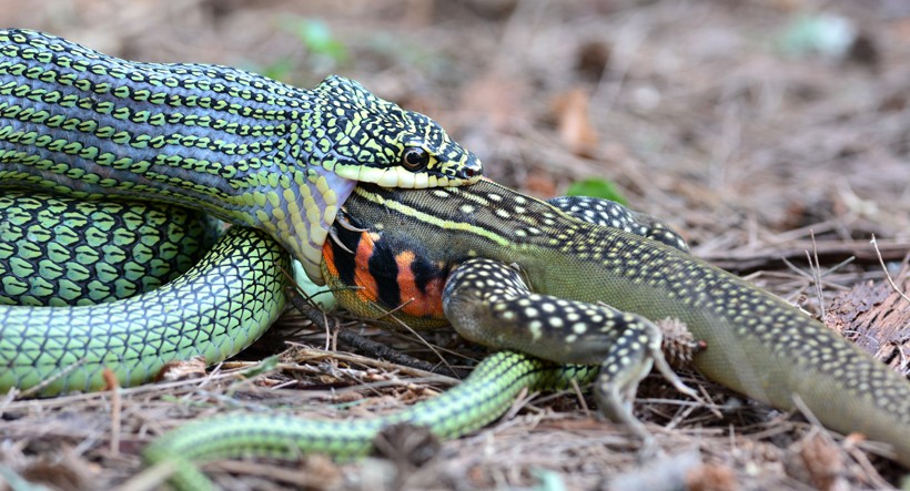 Golden tree snake eating a butterfly lizard