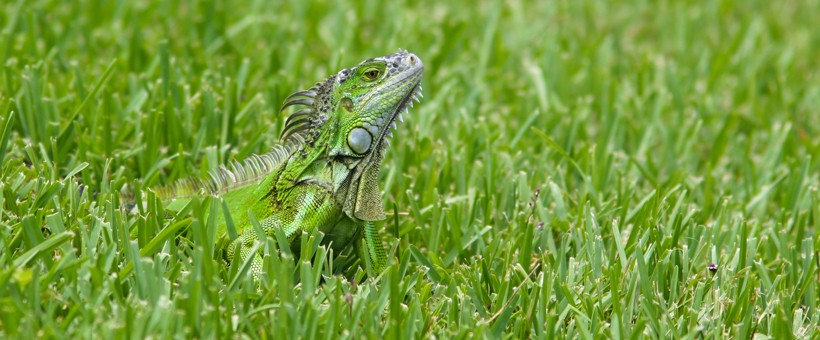 Green iguana camouflaged in grass