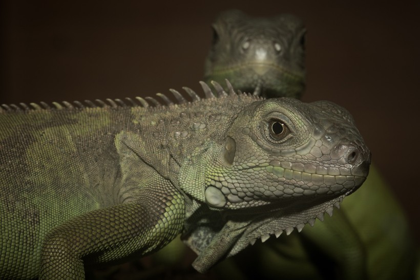 Green iguana, skin scales clearly visible