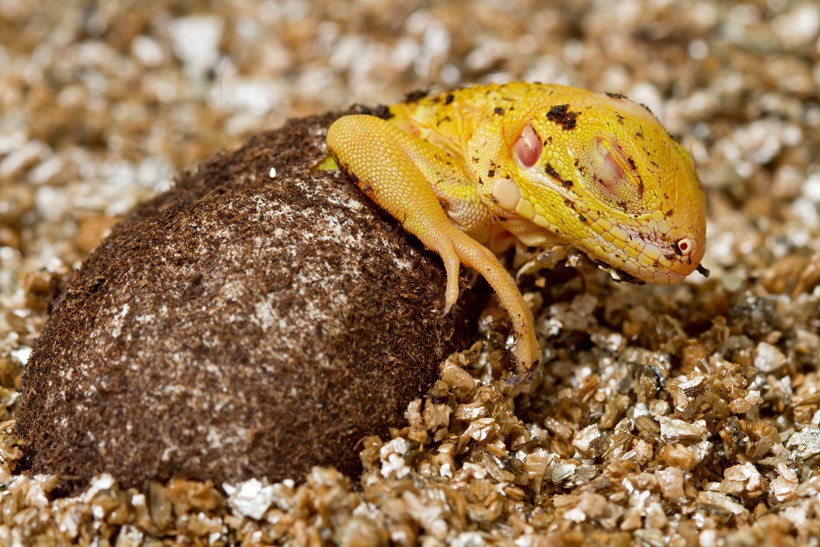 reptile hatching egg