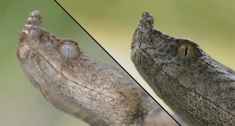 horned viper heads before and after molt