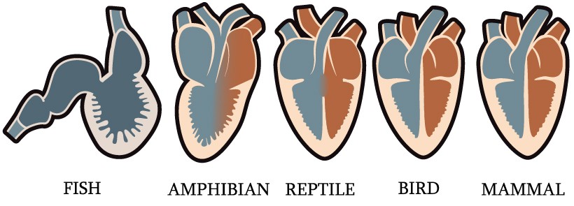 heart anatomy Fish, Amphibian, Reptile, Bird, Mammal