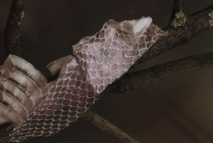 skin of snake (molt)