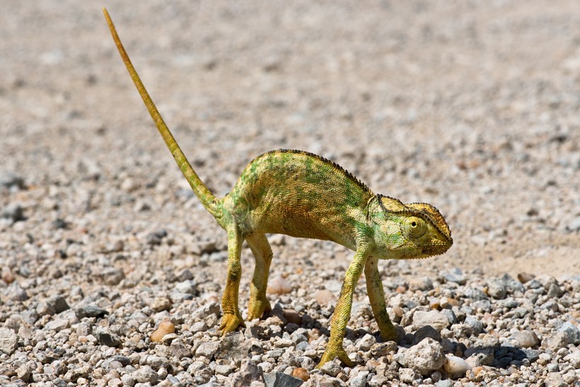 Namaqua chameleon cooling down standing on its legs