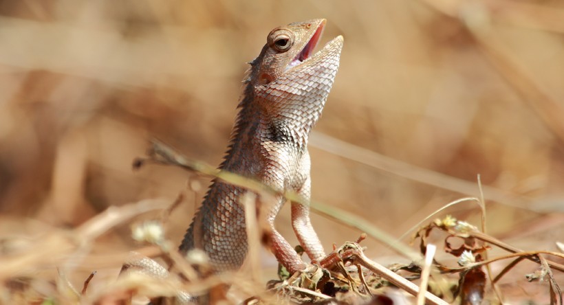 Oriental Garden Lizard cooling down by breathing