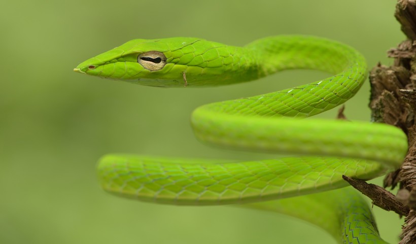Green oriental whip snake with horizontal split-shaped eyes