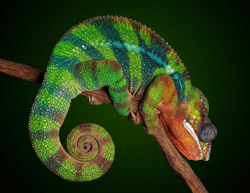 Panther Chameleon with night colors
