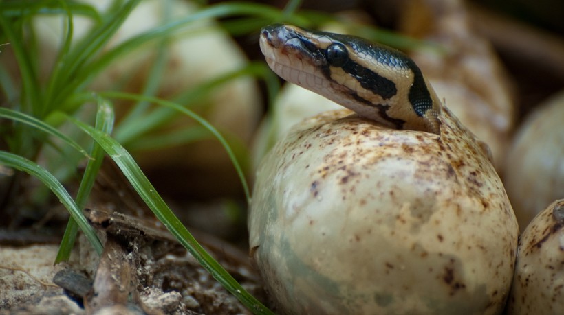 python hatching, Everglades