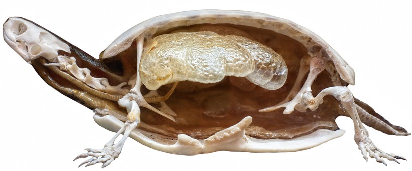 section of a stuffed turtle