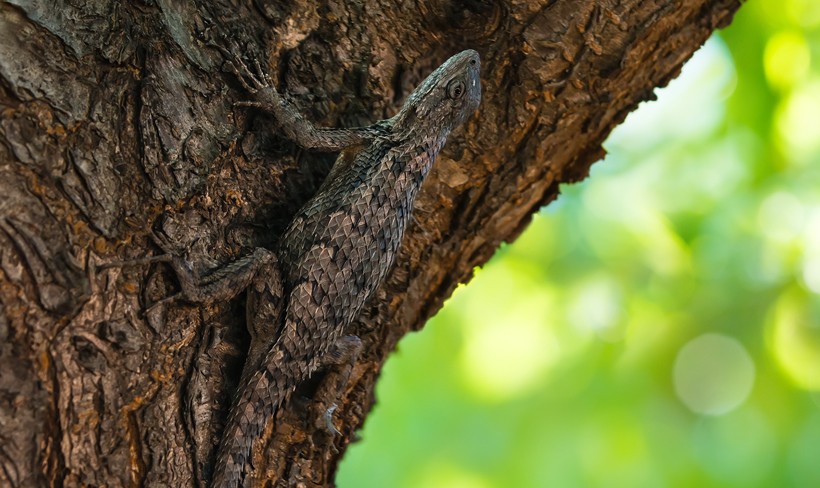 texas spiny lizard camouflaged on a tree bark