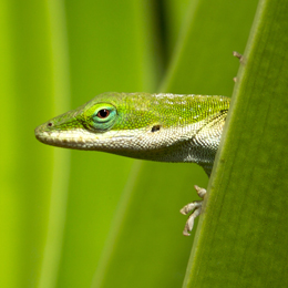 reptiles, evolution and characteristics