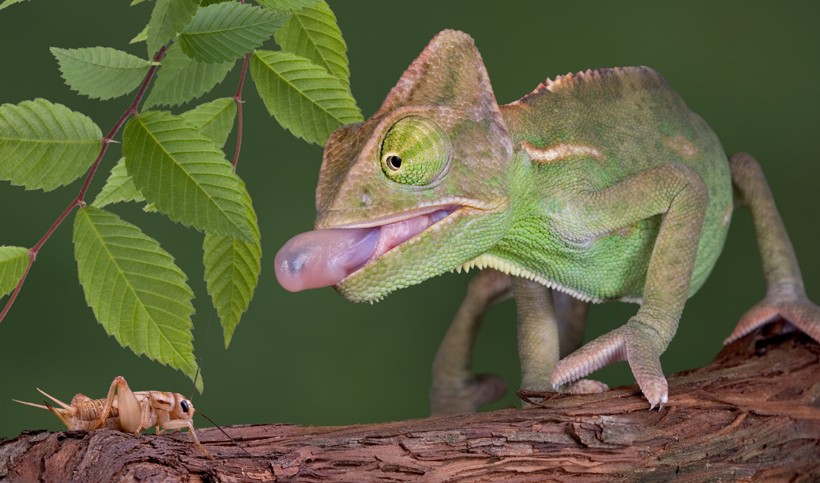 Baby veiled chameleon capturing a cricket