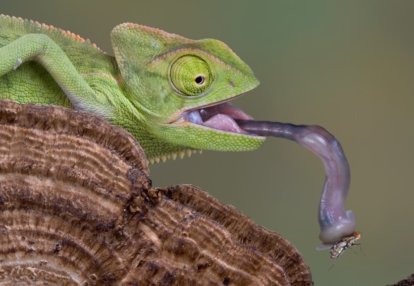 baby veiled chameleon picking up a fly with his tongue