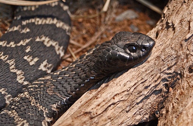 While few rinkhals individuals depict a blackish gray body, others are striped with ridged and keel like scales. Closeup of the rinkhals spitting cobra