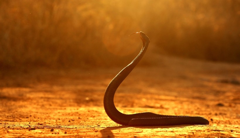 Because of the presence of white cross bands around the throat, the species has been named ‘Ring-necked spitting cobra’. Rinkhals, Hemachatus haemachatus, in sunset