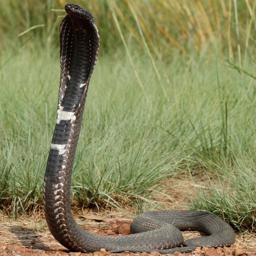 The rinkhals is closely related to the true cobra genus naja venomous rinkhals spitting cobra