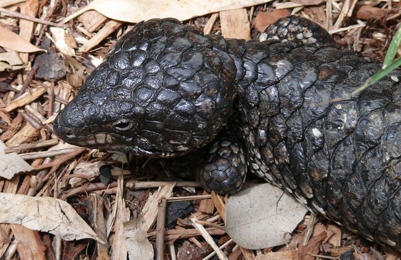T. r. palarra Shark Bay Shingleback