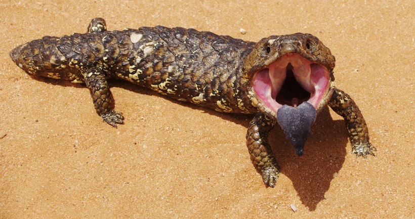 shinglebacks rough skin