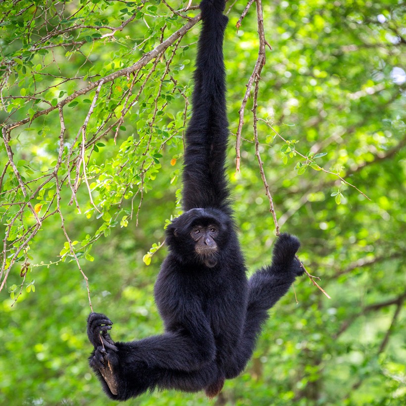 Siamangs typically do not enter the ground. Very long arms help this acrobatic species to move quickly through trees.