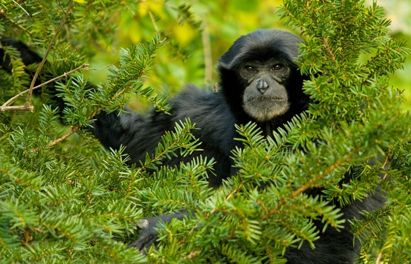 Siamangs primarily eat fruits and leaves, figs being their favorite.