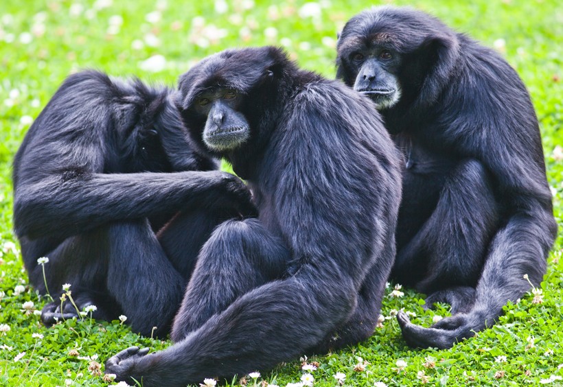 Siamang family siting on the ground