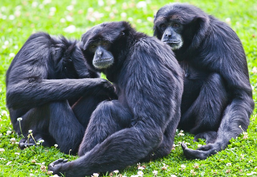 The family has a territory of about 50 acres in the tropical forest Siamang family siting on the ground