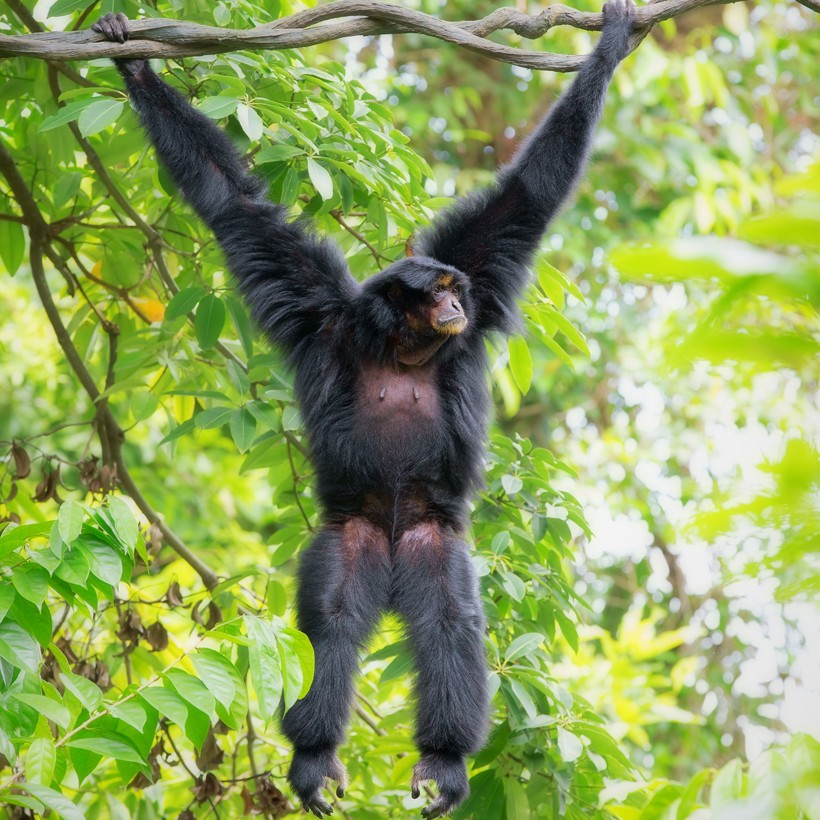 They are found in the southern part of the Perak River. Malaysian siamang (Symphalangus syndactylus continentis) hanging in the trees of Malaysia