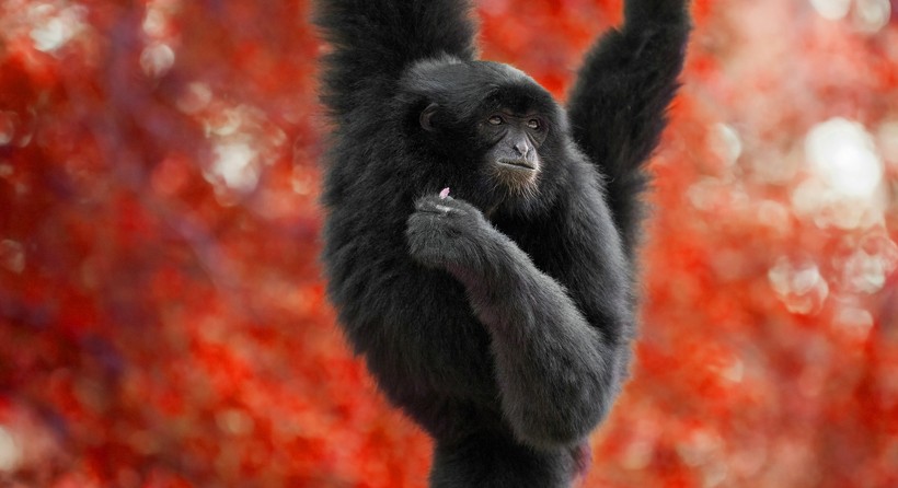 Siamang swinging through the red trees