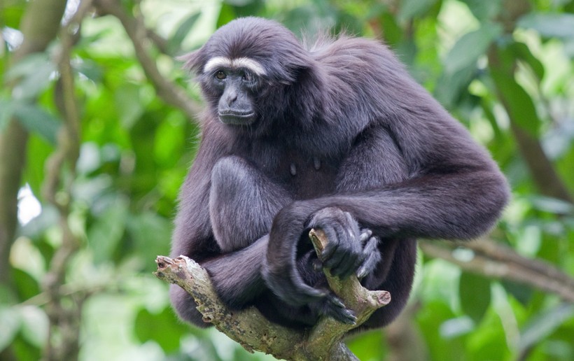 Siamangs are monogamous primates and have one partner for life