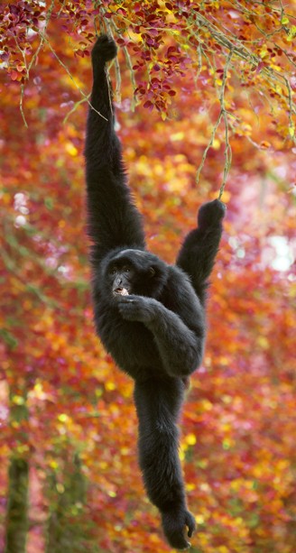 Siamang eating while swinging between the trees