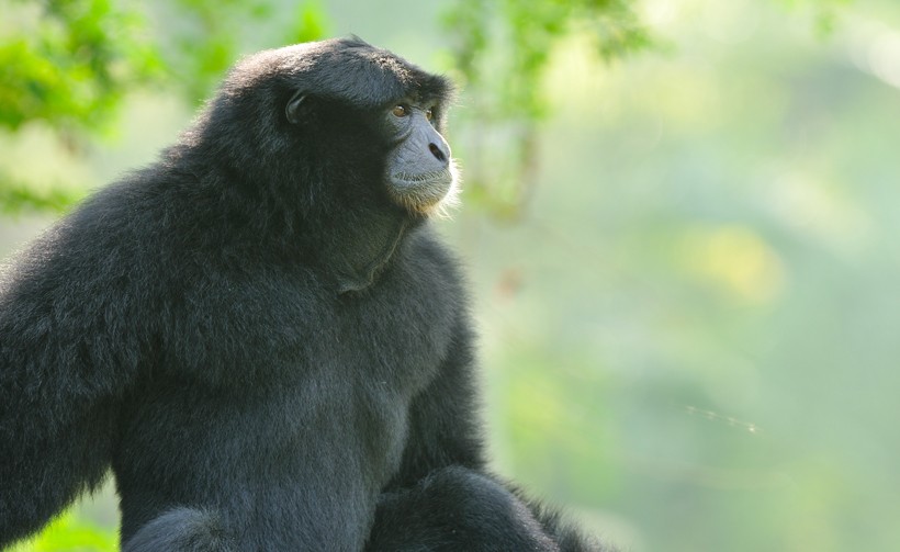 Siamang in Peninsular Thailand