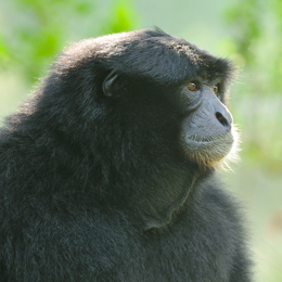 Siamang