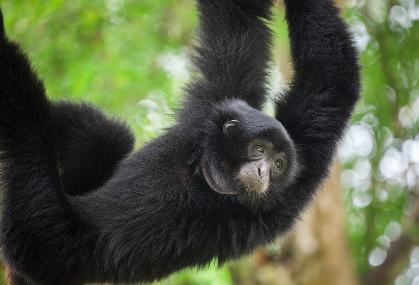 The young males and females emigrate around adolescence. Offspring younger than 8 years are part of the family
