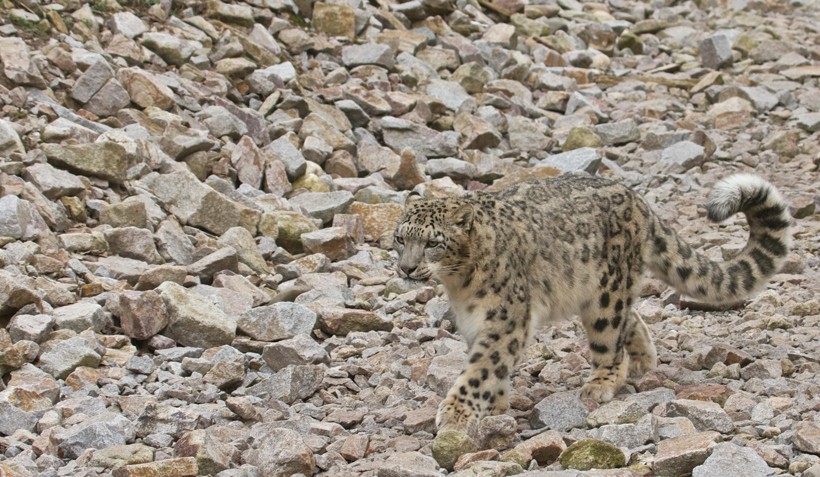 The thick gray-white to yellow colored fur provides warmth while the leopard-like black spots provide a perfect camouflage. Snow leopard walking in a rocky desert