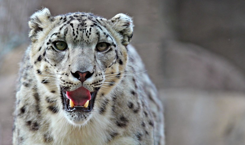 Closeup young male snow leopard